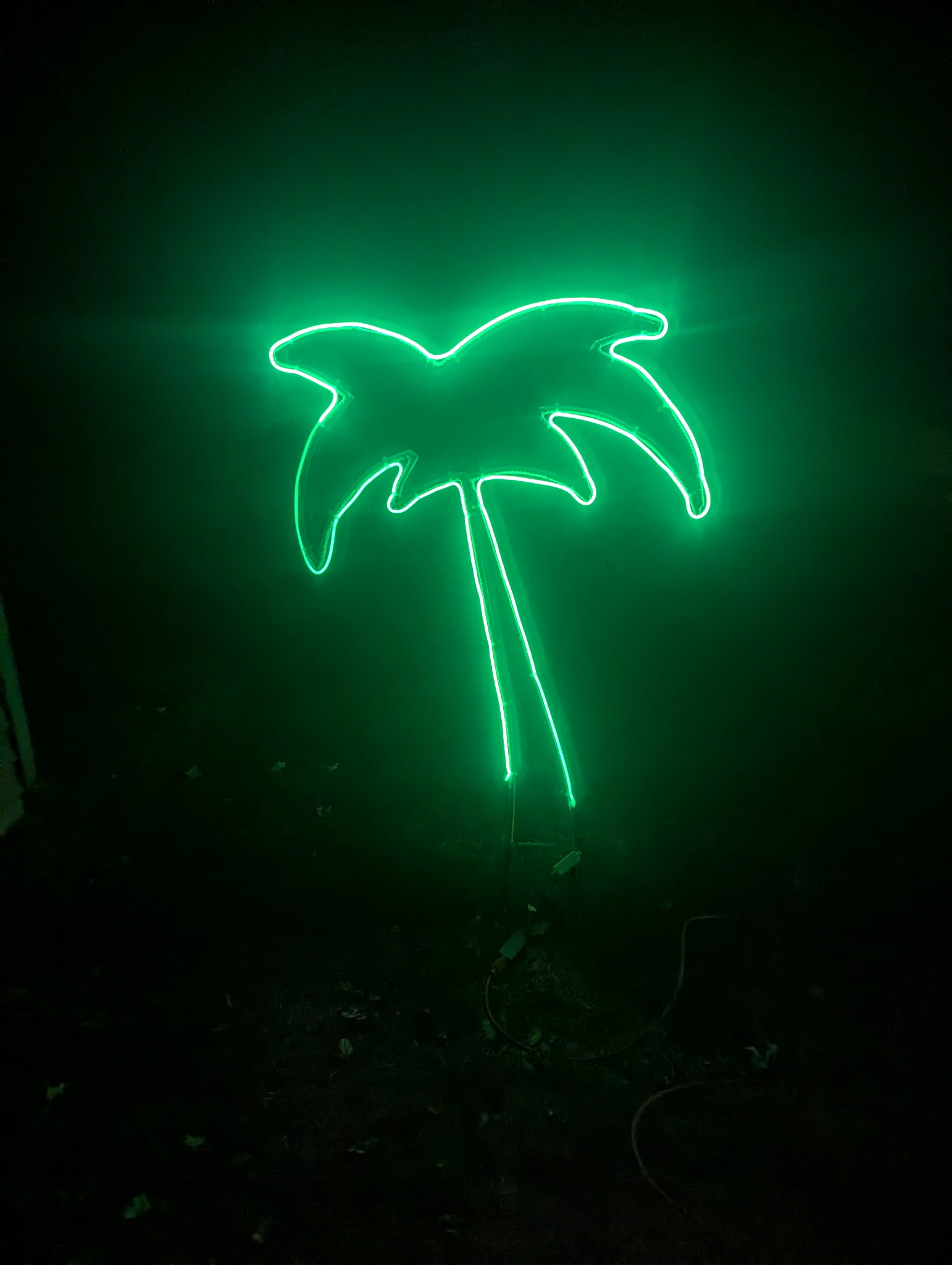 Palm Tree Illuminated